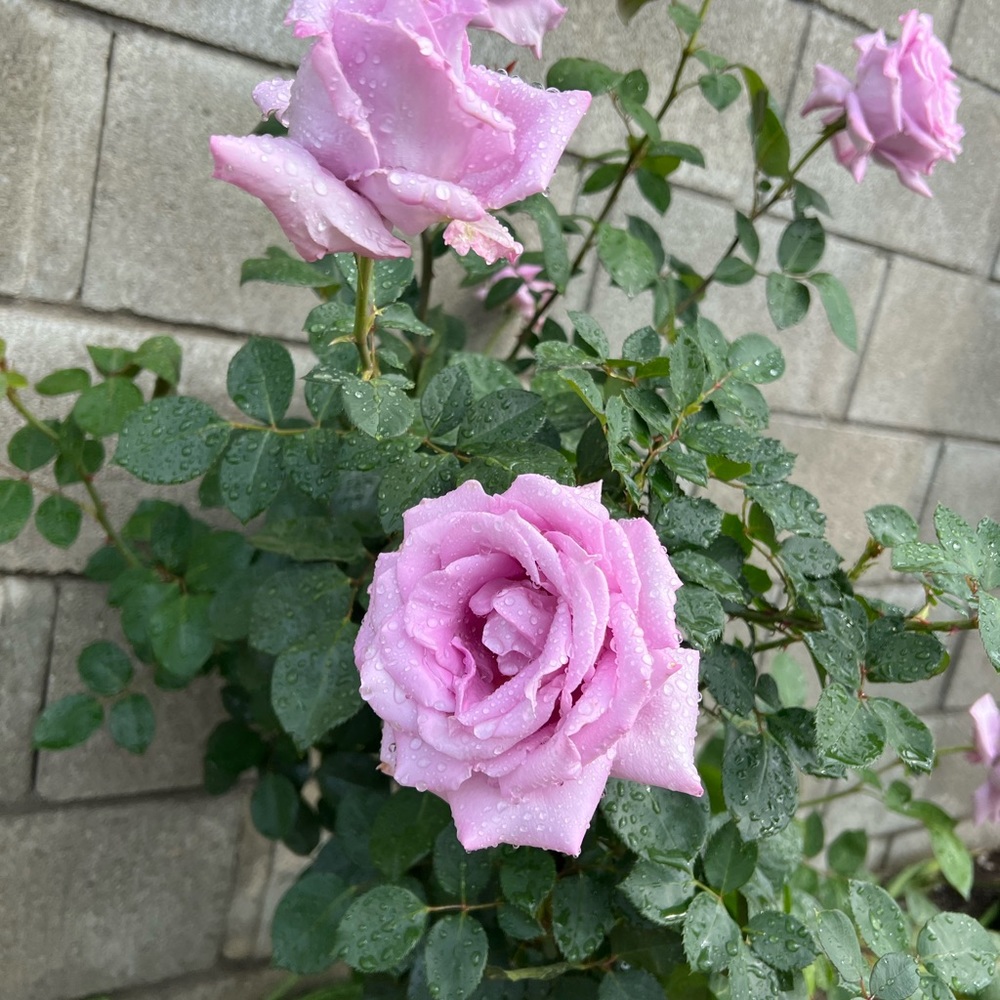 🌹LIKE, FOLLOW, & SHARE🌹 - Picture 5 of 5